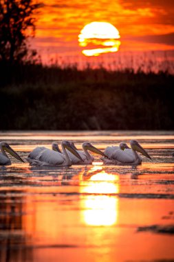 Sunrise Danube Delta Romanya