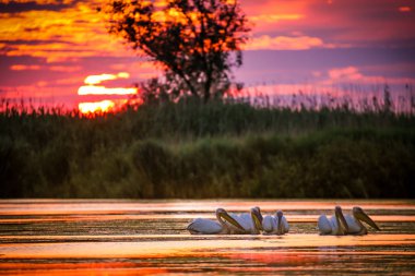 Pelikanlar, gündoğumu Danube Delta, Romanya