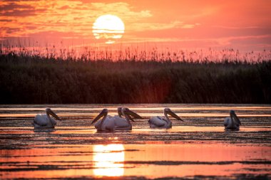 Delta Dunarii, Romania