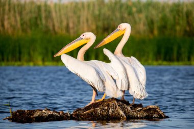 Pelikan Danube Delta Romanya