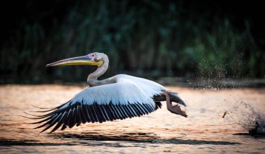 Pelikan uçan Danube Delta Romanya'da