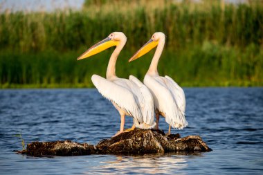 Pelikan Danube Delta Romanya