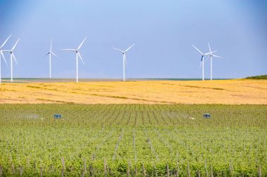 İşçilerin Traktörler spraing ile bağ üzüm satır ve