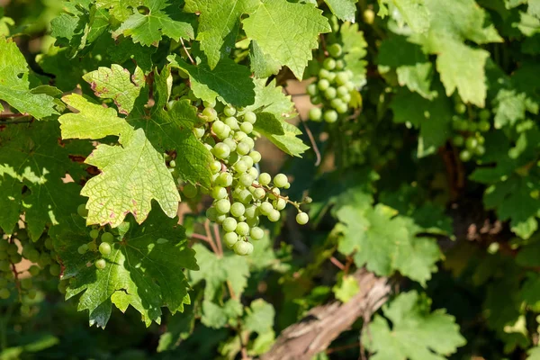 Frischer weißer Traubenstrauß hängt in Weinanbaugebiet an der Rebe — Stockfoto