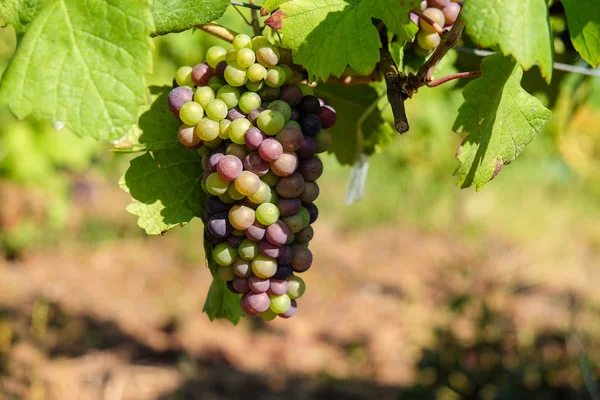Veelkleurige druif bos opknoping van de wijnstokken wijnbouw regio — Stockfoto