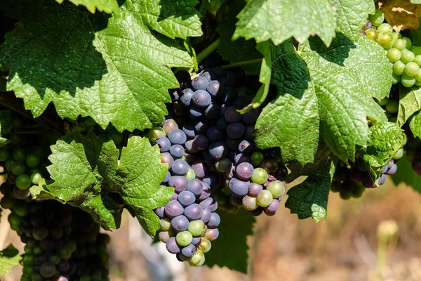 Rote Trauben hängen in Weinanbauregion am Wein — Stockfoto