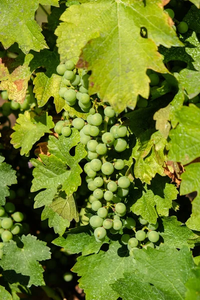 Bando de uvas brancas na videira — Fotografia de Stock