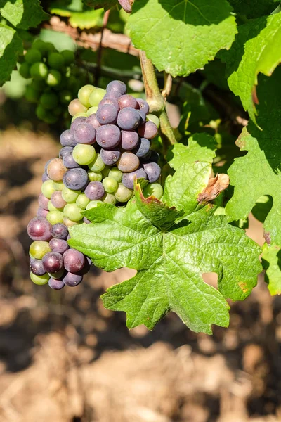 Kertben lóg a gyártás borvidék szőlő szőlő csomó — Stock Fotó