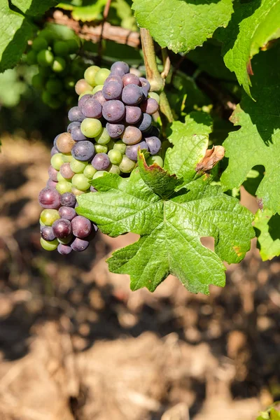 Druif bos in wijngaard opknoping van de wijnstokken in het wijngebied — Stockfoto