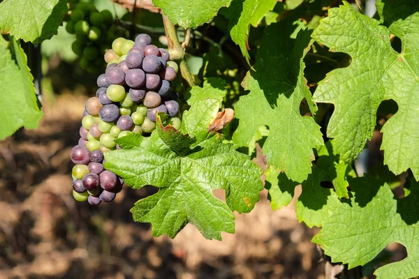 Veelkleurige druif bos opknoping van de wijnstokken wijnbouw regio — Stockfoto