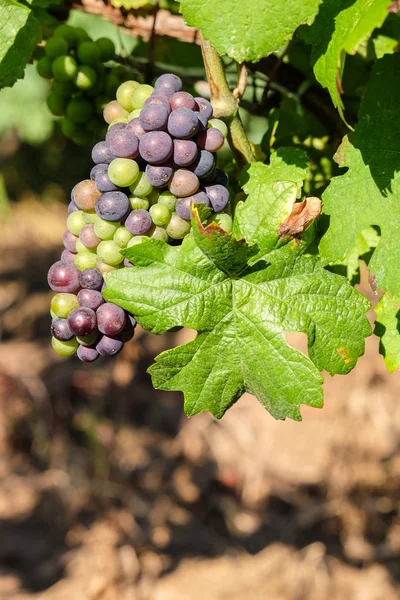 Bunter Traubenstrauß hängt in Weinanbauregion an der Rebe — Stockfoto