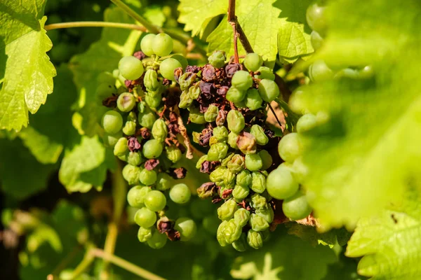 Grappolo d'uva vecchio appeso alla vite — Foto Stock