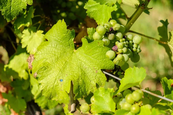 Vigneto nelle regioni vinicole dell'Europa centrale — Foto Stock