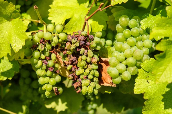 Oude en verse druiven bos opknoping van de wijnstokken — Stockfoto