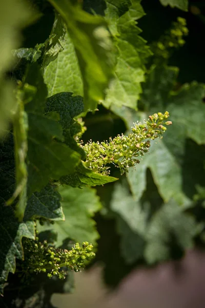 Grape blommor isolerad med kort skärpedjup. Blommande vi — Stockfoto