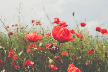 Haşhaş alan sanatsal yorumu