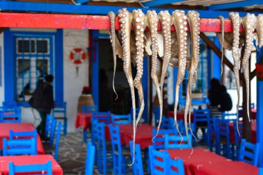 Traditional greek food Octopus drying in the sun in the village  clipart