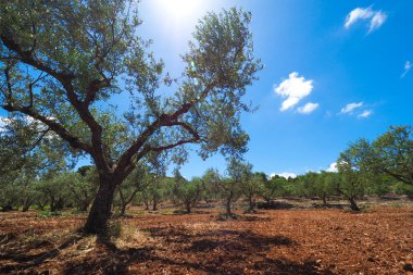 Zeytin ağacı tarlası. Zakynthos Isla 'da Avrupa zeytin yağı ağacı