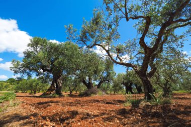 Zeytin ağacı tarlası. Zakynthos Isla 'da Avrupa zeytin yağı ağacı