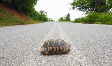 Yunanistan yolda turtle