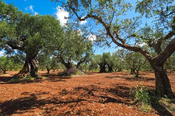 Zeytin ağacı ekimi. Olea europaea bothanical adı. Avrupa O