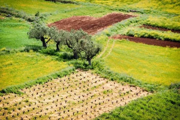 Плантация оливковых деревьев. Олеа Федя хвастливое имя. Европейский O — стоковое фото