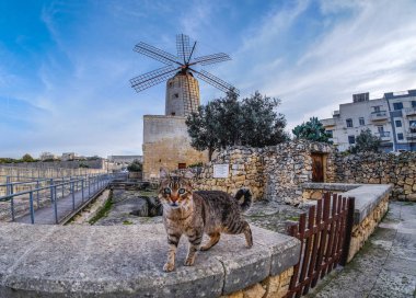 Malta kedi içinde belgili tanımlık geçmiş geleneksel yel değirmeni ile. Yel değirmeni üzerinde odaklanmak.