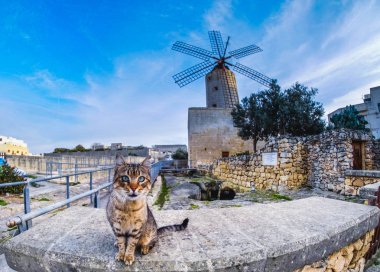 Malta kedi içinde belgili tanımlık geçmiş geleneksel yel değirmeni ile