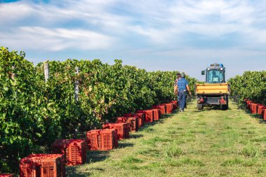 Kırmızı üzüm colecting kutuları ile hasat bağ. Orta autu