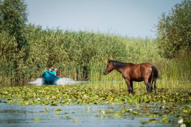 Danube Delta Romanya'da Letea vahşi atları