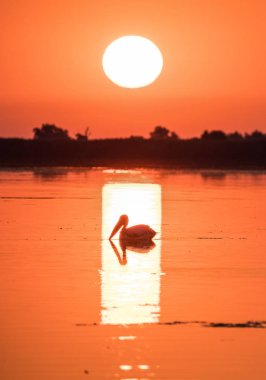 Pelikan gündoğumu Danube Delta, Romanya
