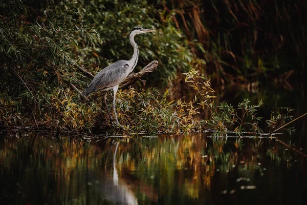 Garça cinzenta no Danúbio Delta fotografias da vida selvagem — Fotografia de Stock