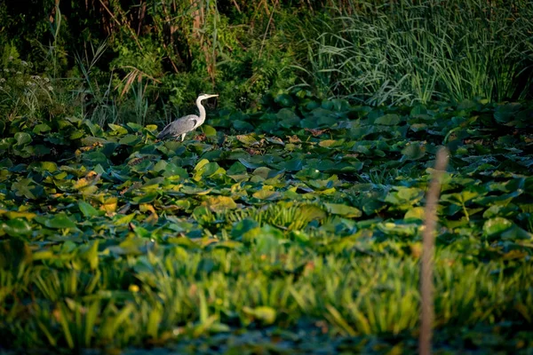 Grey Heron in the Danube Delta Romania — Stock Photo, Image