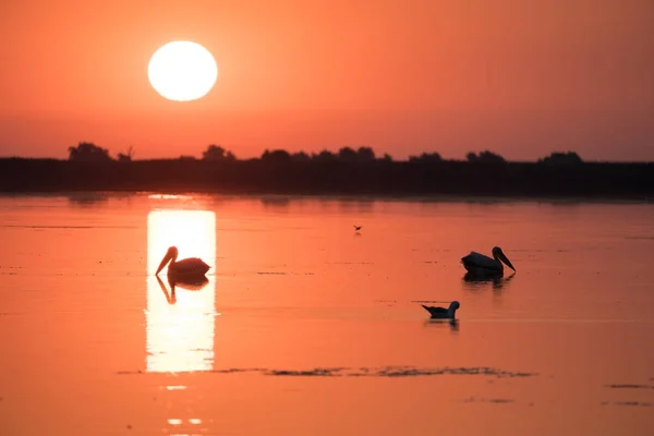 Danube Delta fauna Pelican at sunrise on the lake — Stock Photo, Image