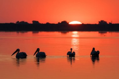 Delta Dunarii (Tuna Deltası) ve Pelikan koloni gündoğumu