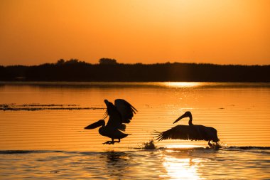 Pelikan gündoğumu Tuna Deltası'nda