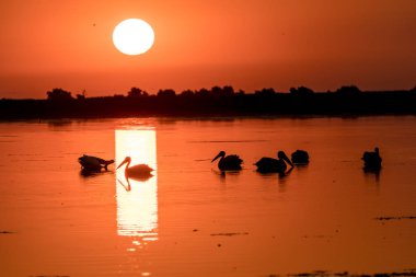 Tuna Deltası beyaz Pelikan kolonisinde gündoğumu