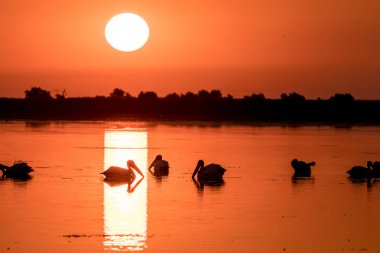 Tuna Deltası Romanya beyaz Pelikan kolonisinde