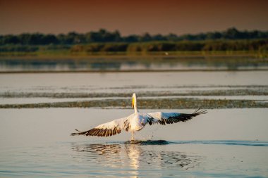 beyaz pelikan (Pelecanus onocrotalus)