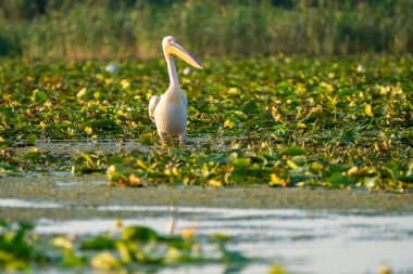 Pelikan Danube Delta (Delta Dunarii) Romanya