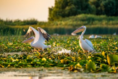 Vahşi Pelikan kolonisinde Tuna Deltası gün batımında