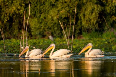 Pelikan koloni avcılık balık Tuna Deltası Romanya için
