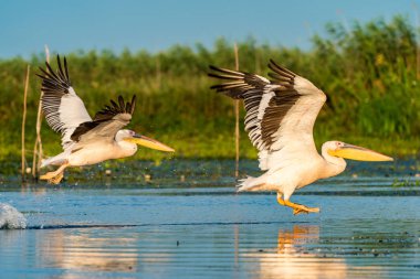 Pelikan gündoğumu Tuna Deltası'nda, su üzerinde uçan