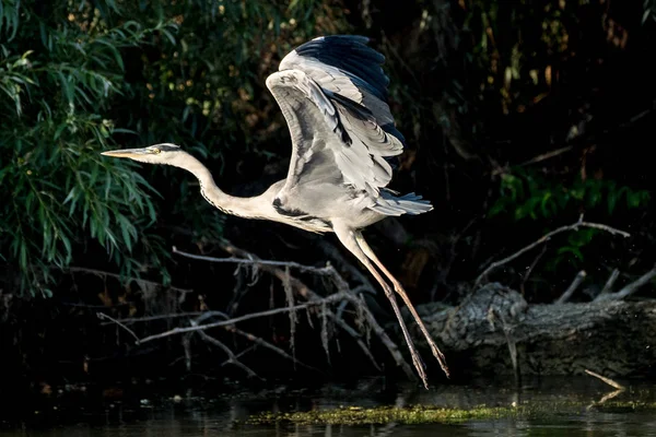 Uccello airone grigio nel Delta del Danubio selvaggio Romania — Foto Stock