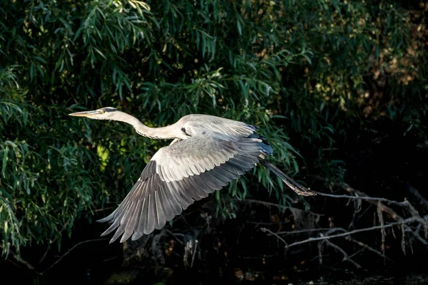 Uccello airone grigio selvatico nel Delta del Danubio Romania — Foto Stock