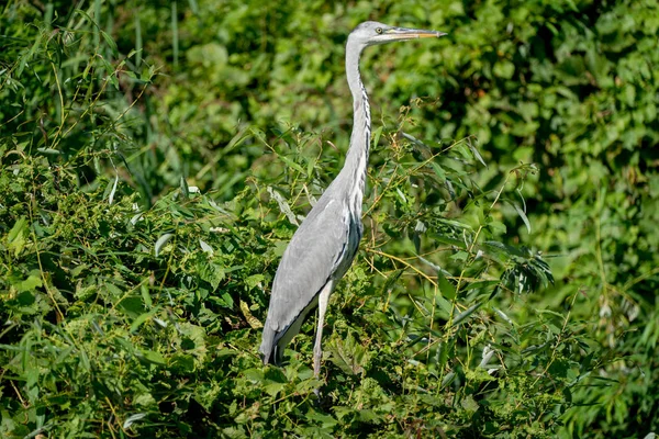 Grey Heron bird in the wild Danube Delta Roménia — Fotografia de Stock