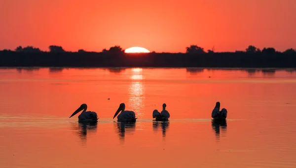 Sunrise in Delta Dunarii (Danube Delta) and Pelican colony — Stock Photo, Image