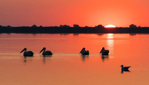 Sunrise in Delta Dunarii (Danube Delta) with Pelican colony — Stock Photo, Image