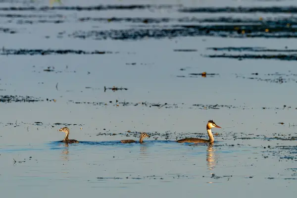 여자와 함께 큰 볏된 농 병아리 (Podiceps cristatus) — 스톡 사진