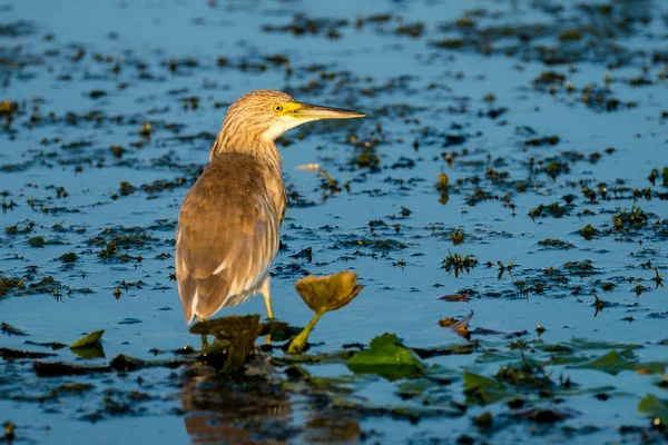 Czapla modronosa (Ardeola ralloides) w regionie Delta Dunaju, Rumunia — Zdjęcie stockowe